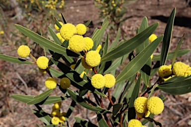 APII jpeg image of Acacia beckleri  © contact APII