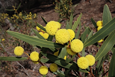 APII jpeg image of Acacia beckleri  © contact APII