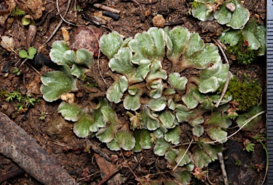 APII jpeg image of Riccia spongiosula  © contact APII