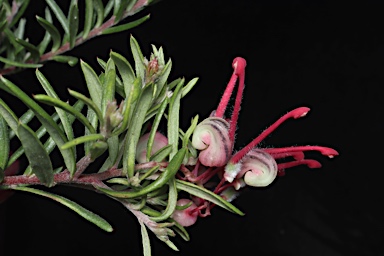 APII jpeg image of Grevillea 'Tucker Time Fruit Box'  © contact APII