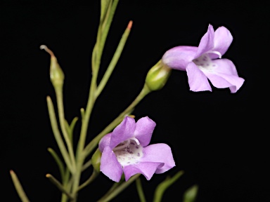 APII jpeg image of Eremophila drummondii  © contact APII