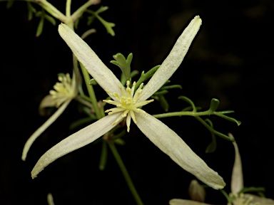 APII jpeg image of Clematis leptophylla  © contact APII