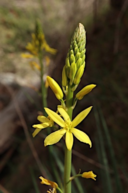 APII jpeg image of Bulbine glauca  © contact APII