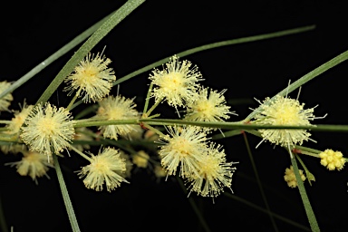 APII jpeg image of Acacia cognata  © contact APII