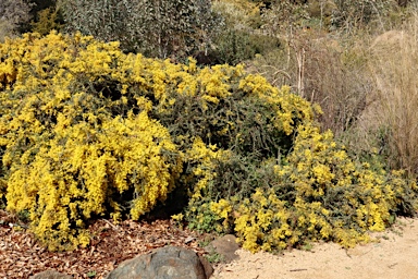 APII jpeg image of Acacia pravissima 'Kuranga Cascade'  © contact APII