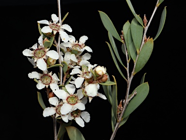 APII jpeg image of Leptospermum coriaceum  © contact APII