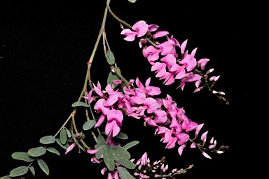 APII jpeg image of Indigofera australis  © contact APII