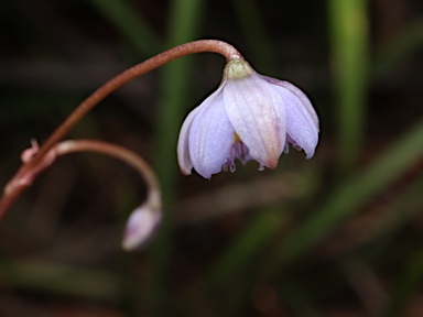 APII jpeg image of Dianella caerulea var. caerulea  © contact APII