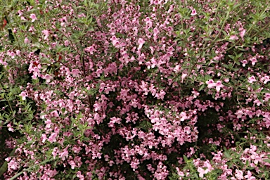 APII jpeg image of Prostanthera ovalifolia 'Brundah Candy'  © contact APII