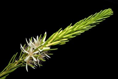 APII jpeg image of Calytrix acutifolia  © contact APII