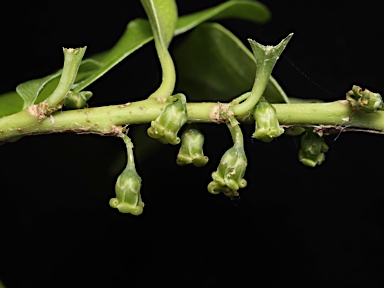 APII jpeg image of Melicytus latifolius  © contact APII