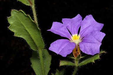 APII jpeg image of Scaevola calliptera  © contact APII