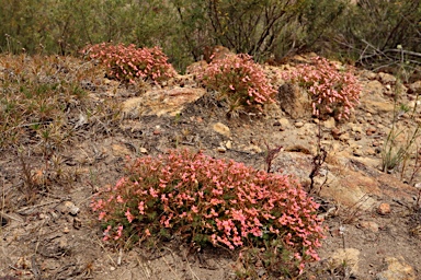 APII jpeg image of Stylidium bulbiferum  © contact APII