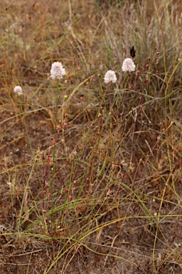 APII jpeg image of Ptilotus drummondii var. drummondii  © contact APII