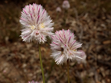 APII jpeg image of Ptilotus drummondii var. drummondii  © contact APII