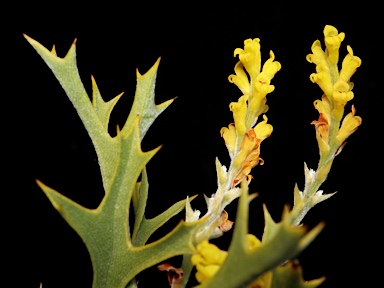 APII jpeg image of Synaphea spinulosa subsp. spinulosa  © contact APII