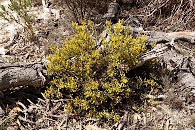 APII jpeg image of Synaphea spinulosa subsp. spinulosa  © contact APII