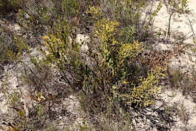 APII jpeg image of Synaphea spinulosa subsp. spinulosa  © contact APII