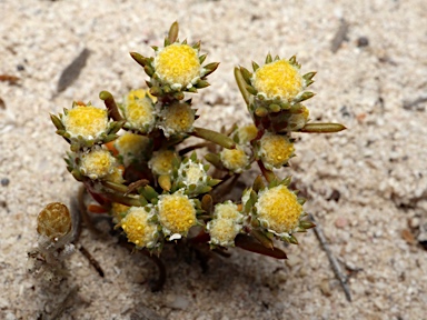 APII jpeg image of Pogonolepis stricta  © contact APII