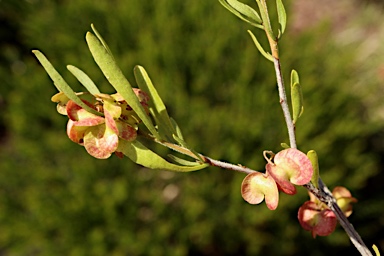 APII jpeg image of Dodonaea hackettiana  © contact APII