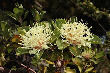 APII jpeg image of Banksia oligantha  © contact APII