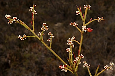 APII jpeg image of Leptomeria pauciflora  © contact APII