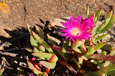 APII jpeg image of Carpobrotus modestus  © contact APII