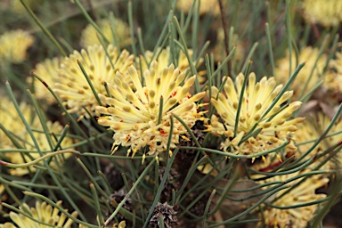 APII jpeg image of Petrophile longifolia  © contact APII