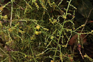 APII jpeg image of Leptomeria squarrulosa  © contact APII