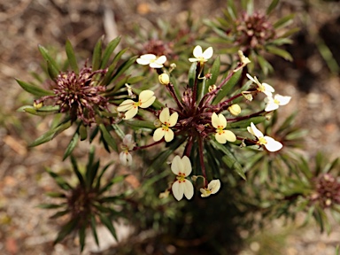 APII jpeg image of Stylidium rhynchocarpum  © contact APII