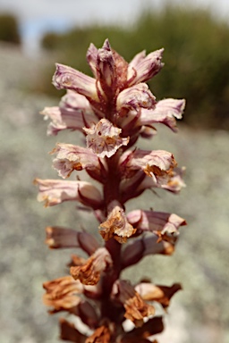 APII jpeg image of Orobanche minor  © contact APII