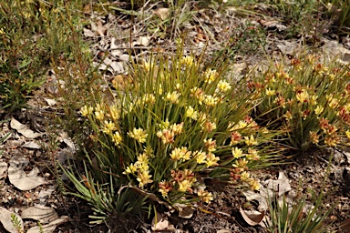 APII jpeg image of Conostylis setigera subsp. setigera  © contact APII