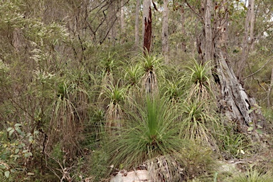 APII jpeg image of Dasypogon hookeri  © contact APII