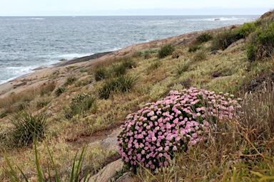 APII jpeg image of Pimelea ferruginea  © contact APII