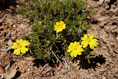 APII jpeg image of Hibbertia diamesogenos  © contact APII