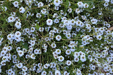 APII jpeg image of Scaevola thesioides  © contact APII