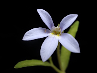 APII jpeg image of Lobelia pratioides  © contact APII