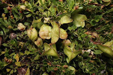 APII jpeg image of Dodonaea procumbens  © contact APII