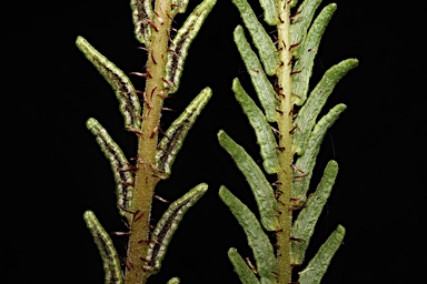 APII jpeg image of Blechnum fluviatile  © contact APII