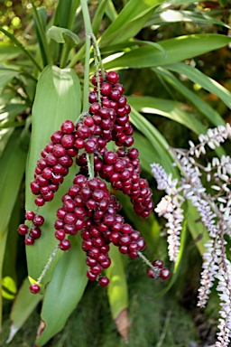 APII jpeg image of Cordyline rubra  © contact APII