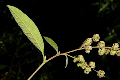 APII jpeg image of Dodonaea hispidula  © contact APII