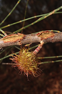 APII jpeg image of Allocasuarina acutivalvis subsp. acutivalvis  © contact APII