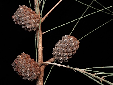 APII jpeg image of Allocasuarina thalassoscopica  © contact APII