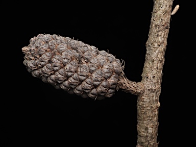 APII jpeg image of Allocasuarina monilifera  © contact APII