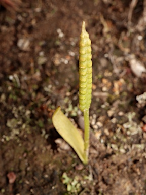 APII jpeg image of Ophioglossum lusitanicum  © contact APII