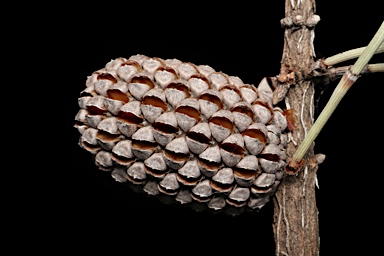 APII jpeg image of Allocasuarina scleroclada  © contact APII