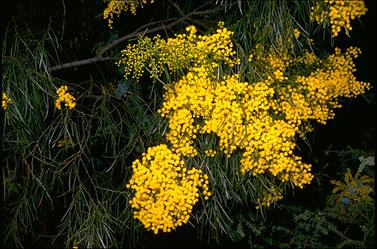 APII jpeg image of Acacia adunca  © contact APII