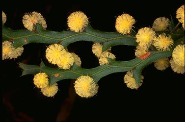 APII jpeg image of Acacia alata  © contact APII