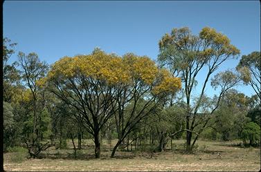 APII jpeg image of Acacia harpophylla  © contact APII