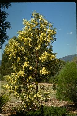 APII jpeg image of Acacia implexa  © contact APII